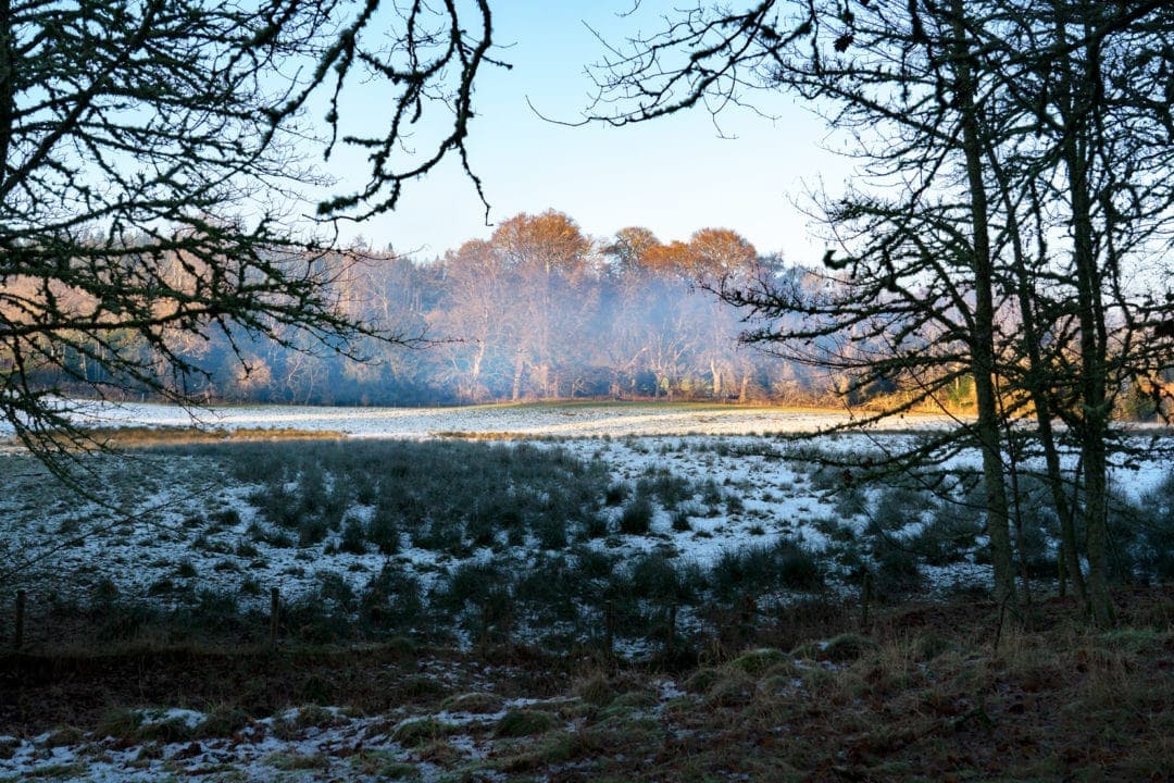 Brahan Dell image of trees and snow on ground 