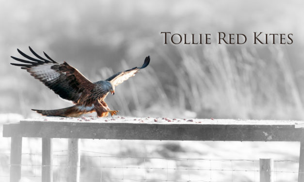 Tollie Red Kites: A ‘Birdiful’ Visit