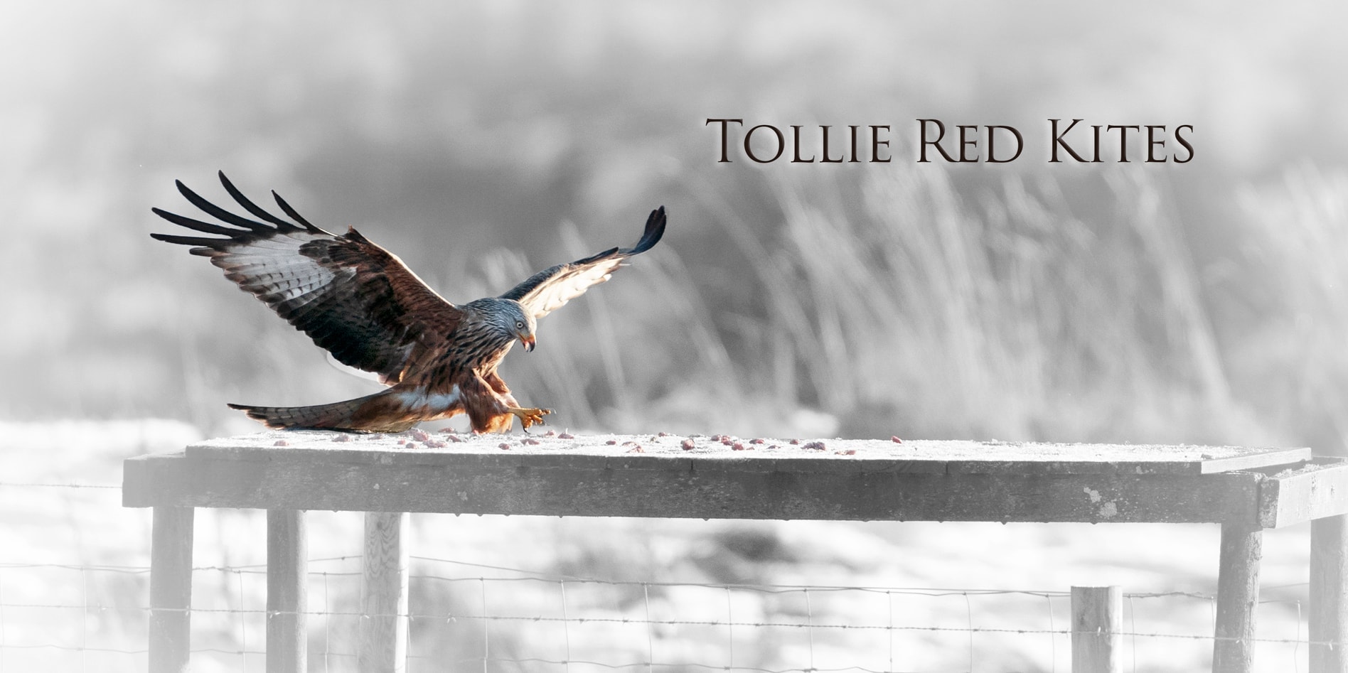 Tollie Red Kites Header