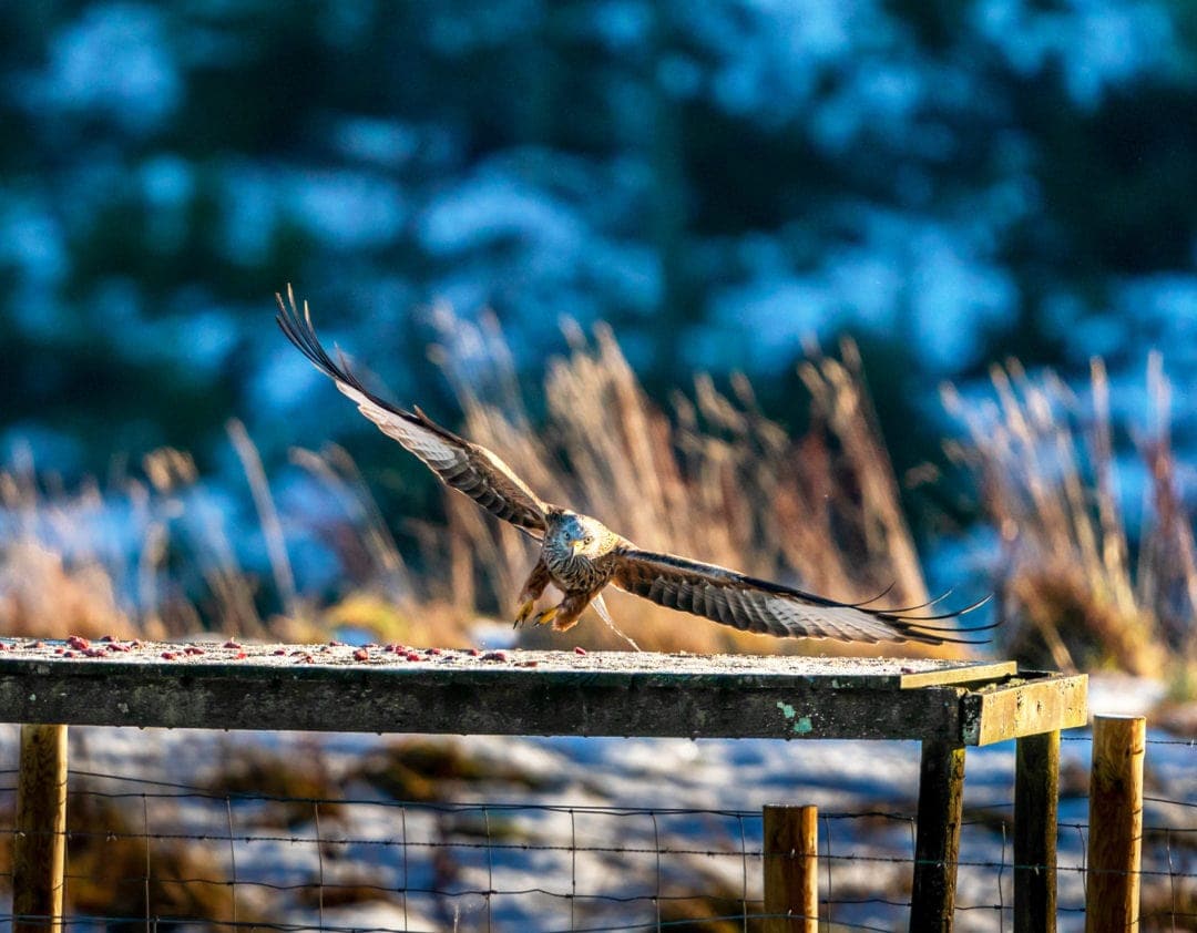 Tollie Red Kite at the feeding table