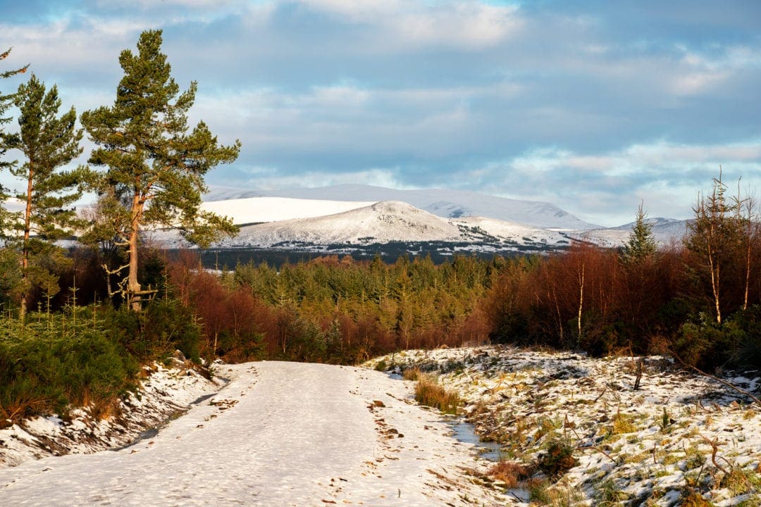 View of snow topped mountains trees and a snowy path