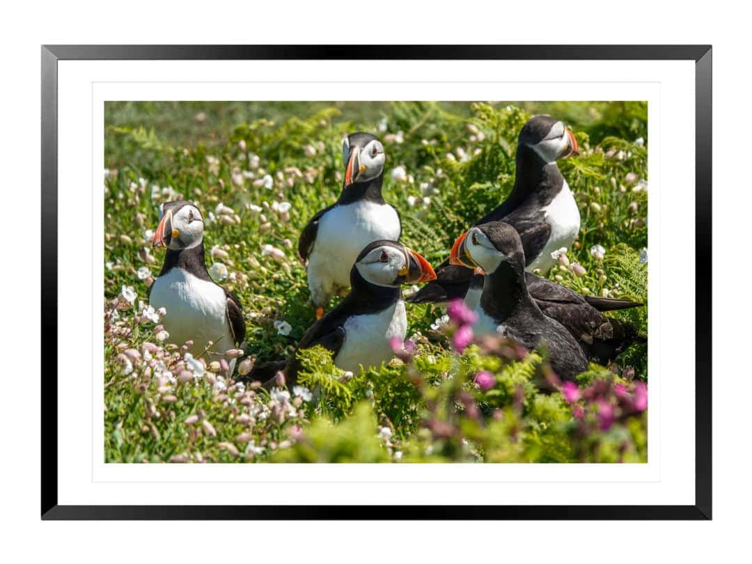 puffins in green grass and purple flowers
