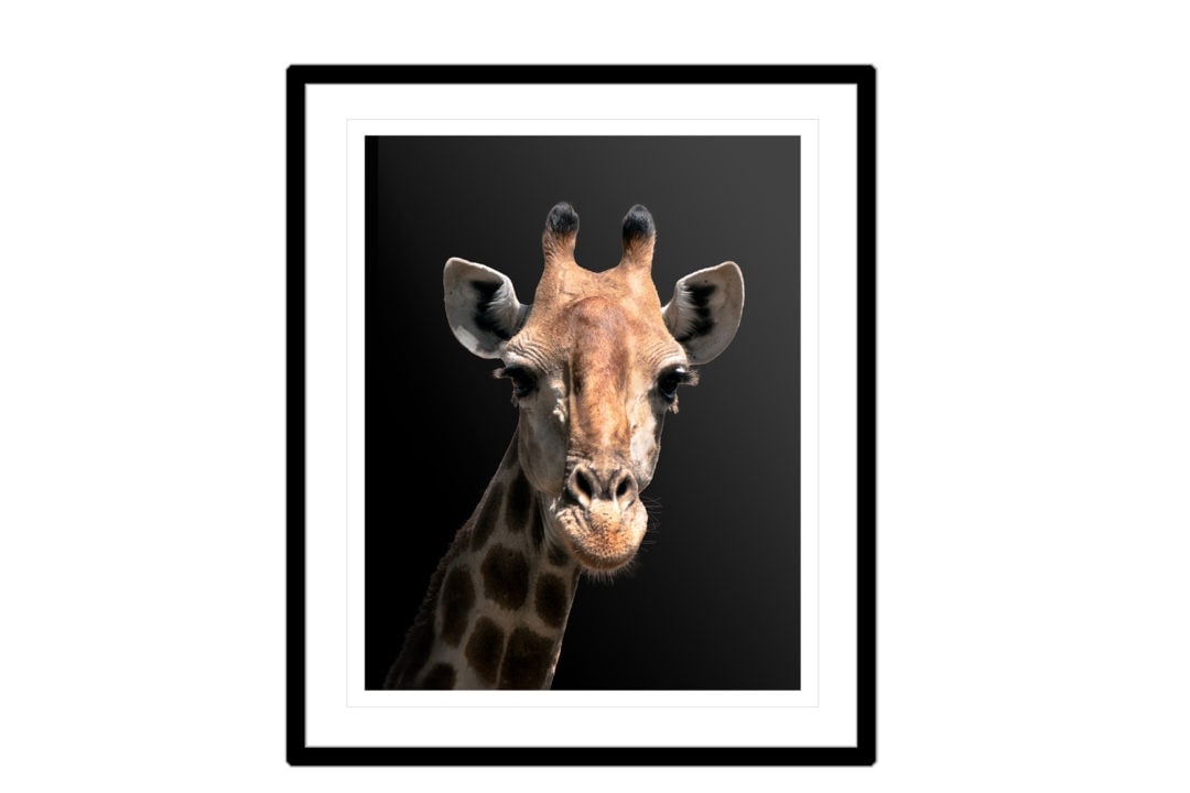 giraffe head with black background
