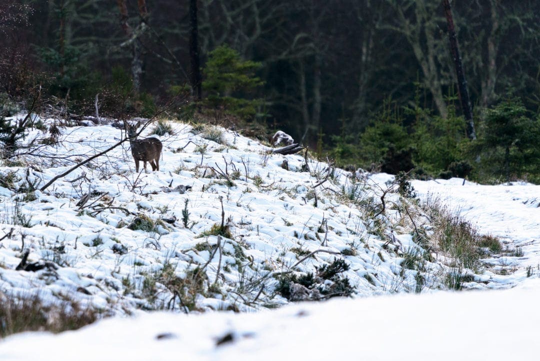 deer-at-Tollie-Kite-Reserve