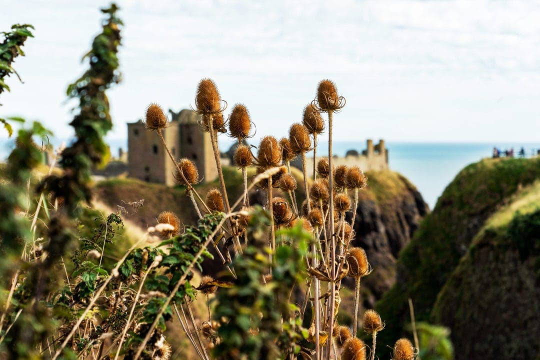 dunnottar-castle-with-thistles in the foreground