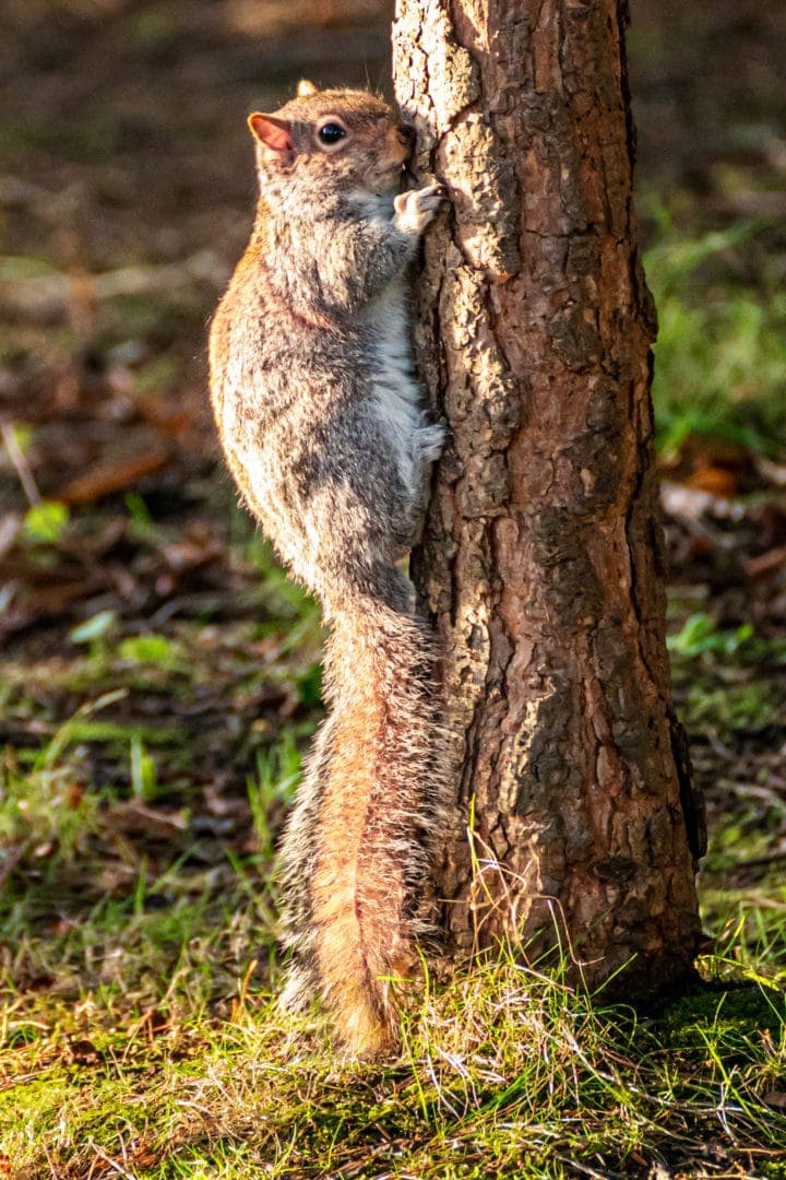 Squirrel climbing a tree