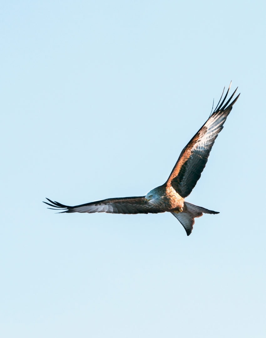 red kite in sky