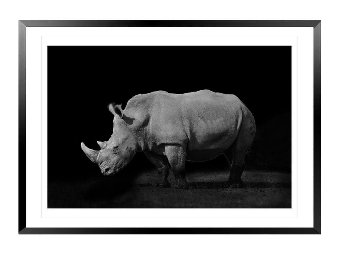 white rhino on a black background