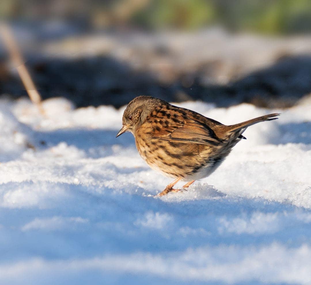 Sparrow in the snow