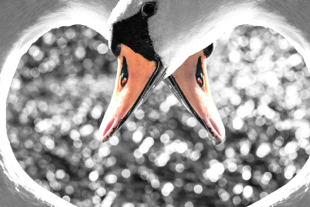 two swans at Duddingston