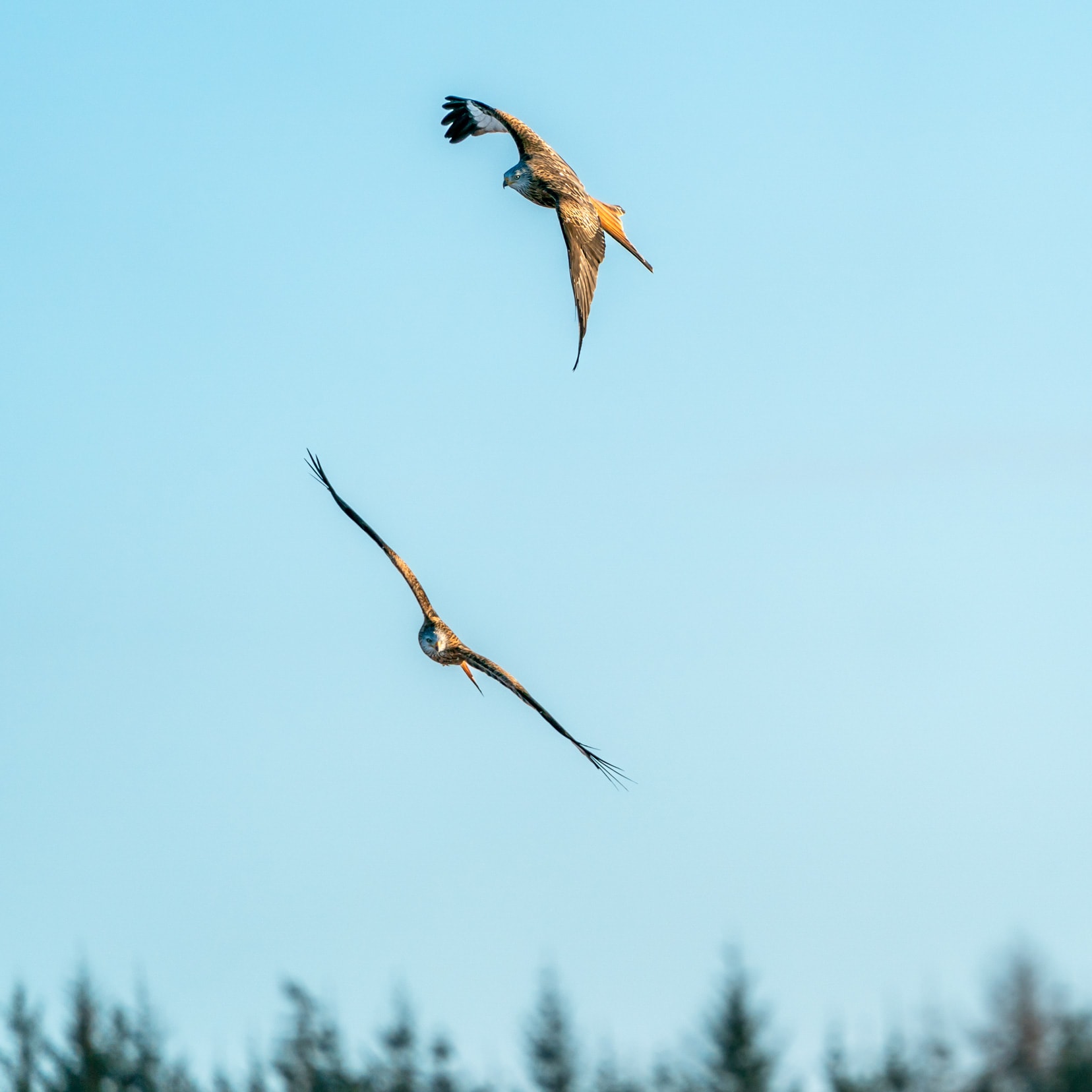 two-Tolly-Red-Kites-banking in the blue sky