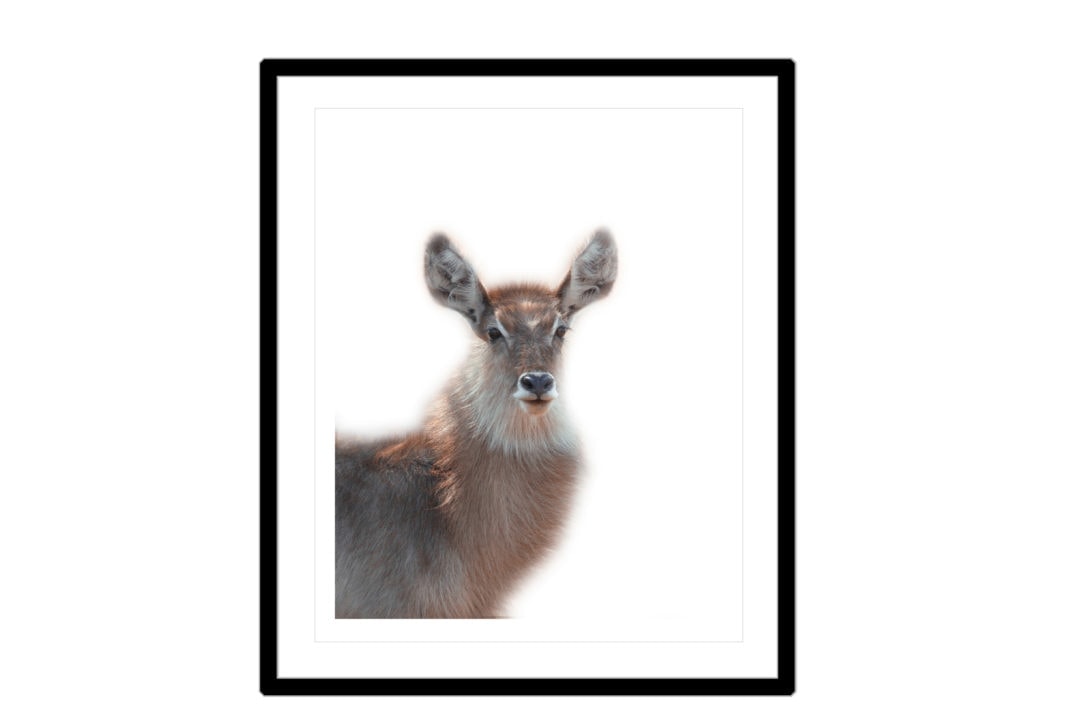 waterbuck with white background