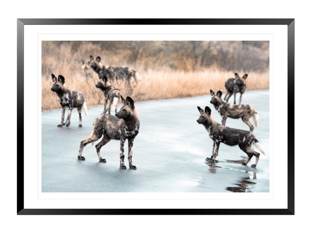 group of African wild dogs  stood on a road