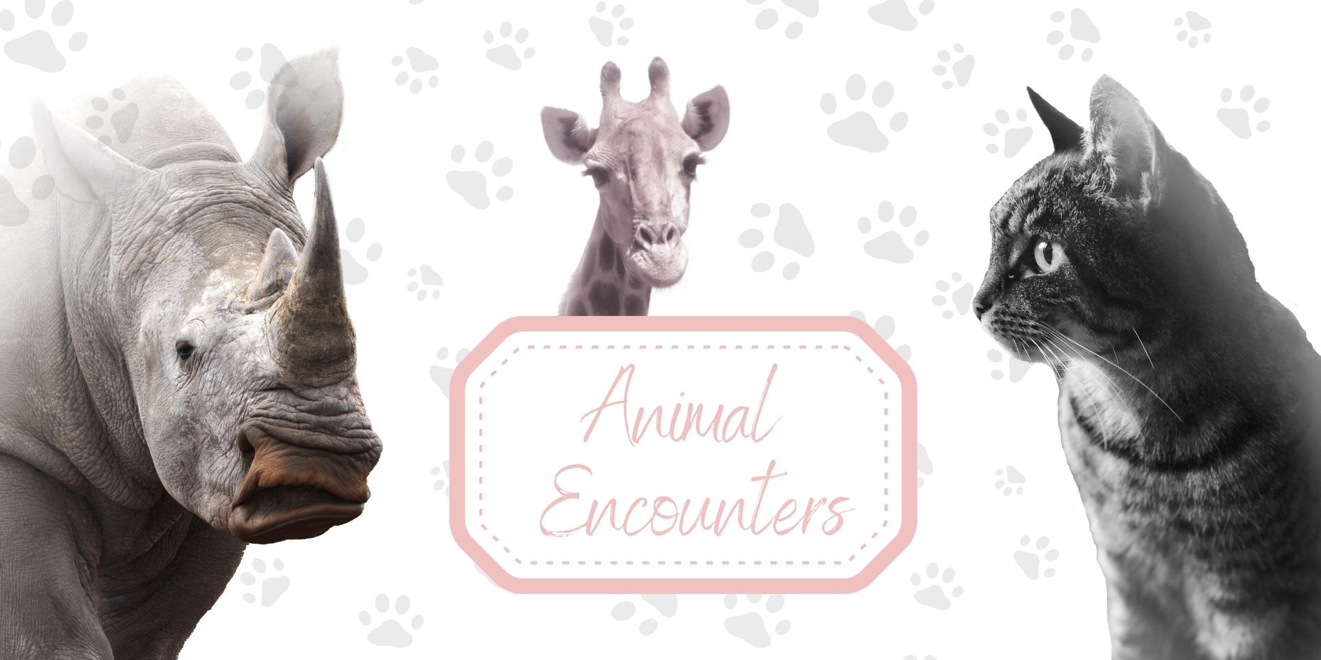 Animal Encounters Header Image with photo of rhino ,giraffe and cat