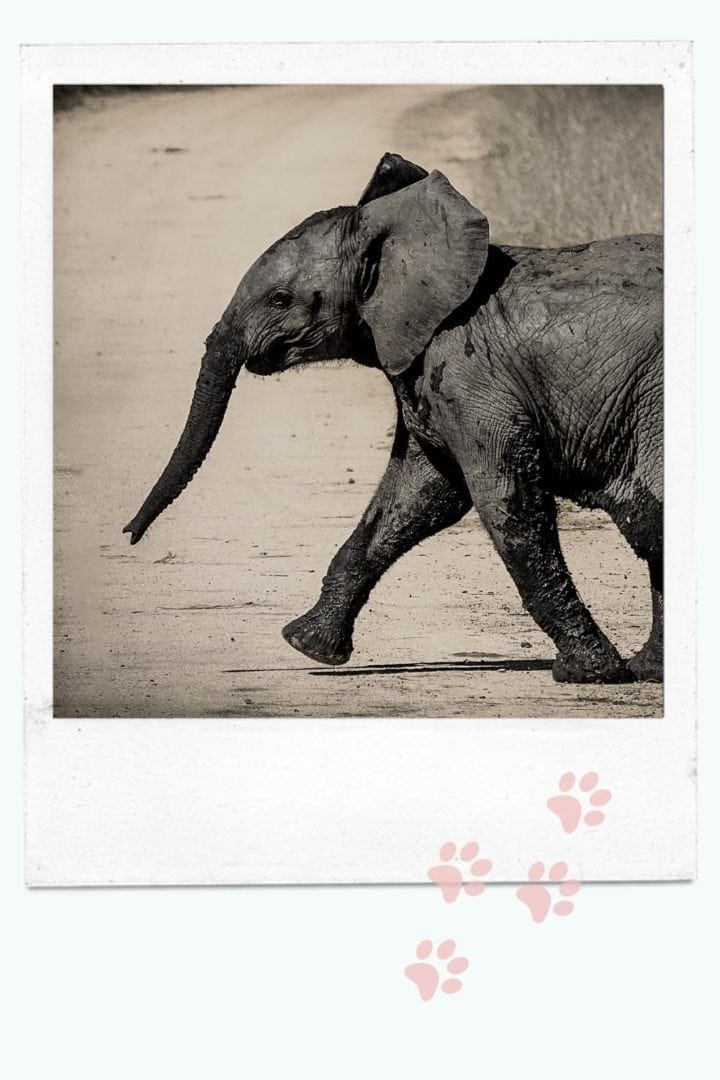 Animal Encounters image of elephant