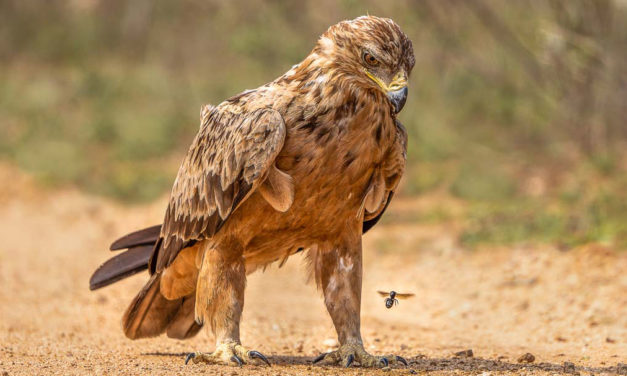 Birds in Kruger National Park – Winged Wonders