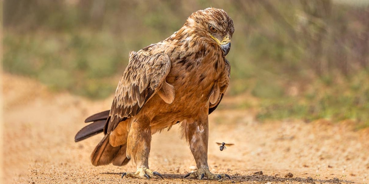 Birds in Kruger National Park – Winged Wonders
