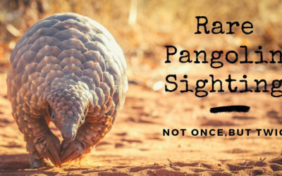 Unbelievable Rare Pangolin Sighting in Kruger