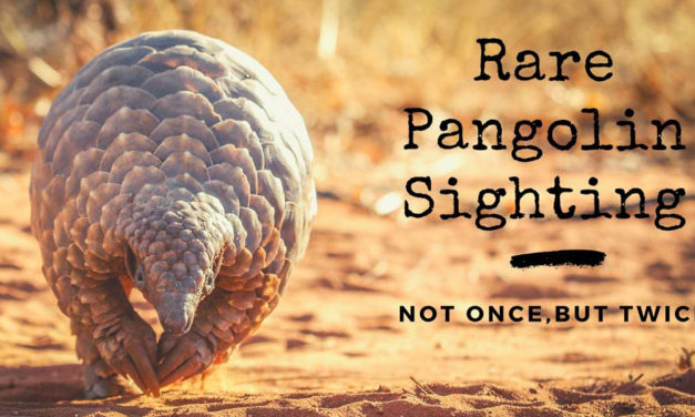 Unbelievable Rare Pangolin Sighting in Kruger