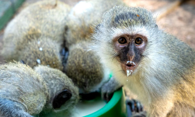 Volunteering with Monkeys in South Africa: How-to Guide