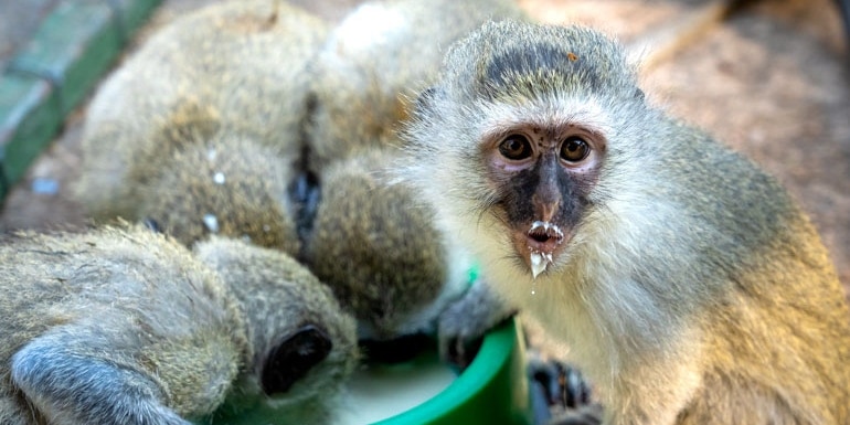 Volunteering with Monkeys in South Africa: How-to Guide - Lifejourney4two