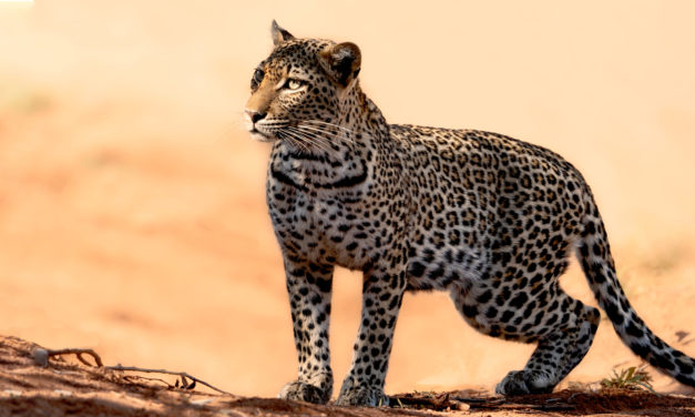 African Wildlife Photography – Our Story