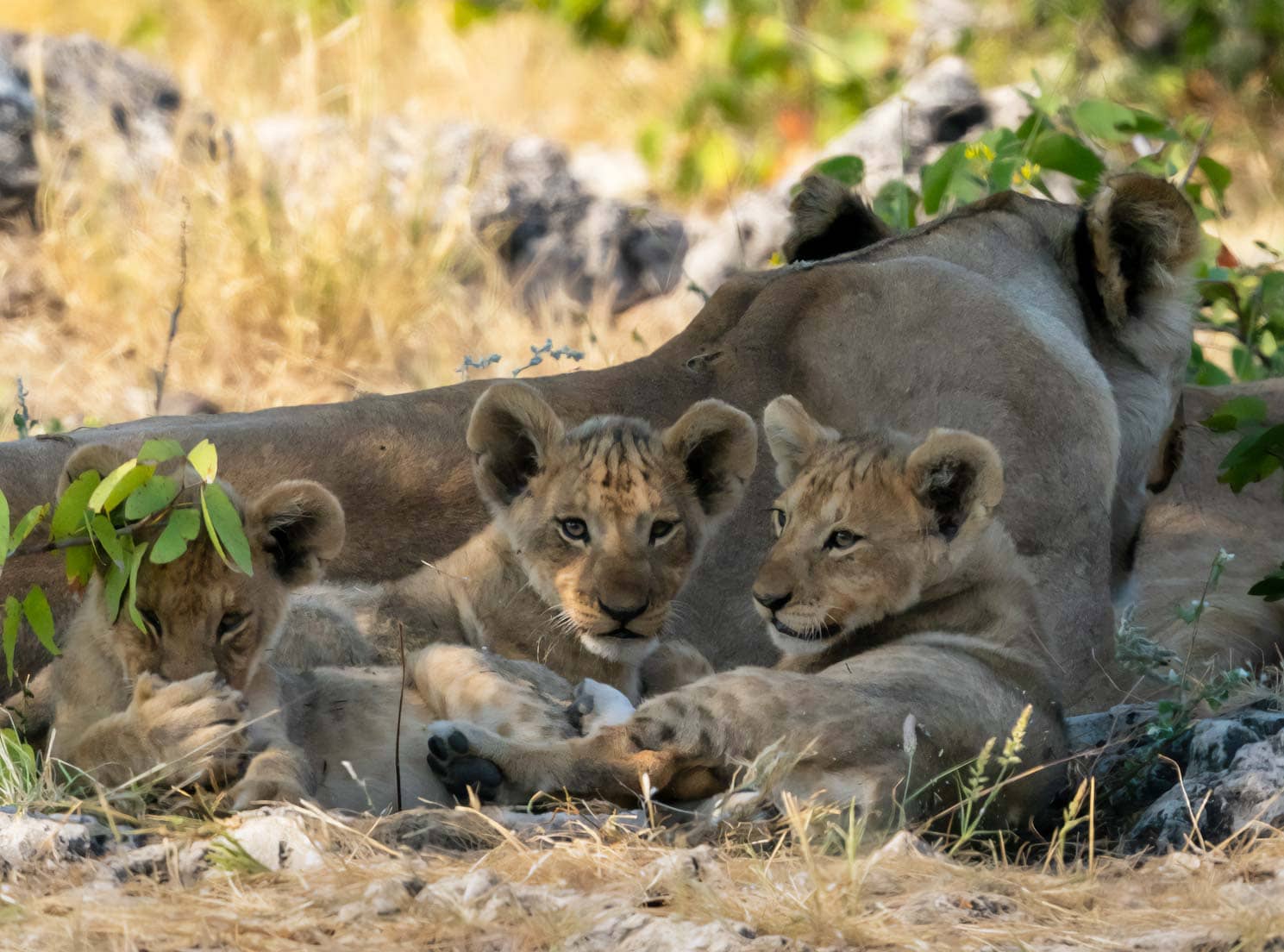 Three lion cubs laying by their mother 