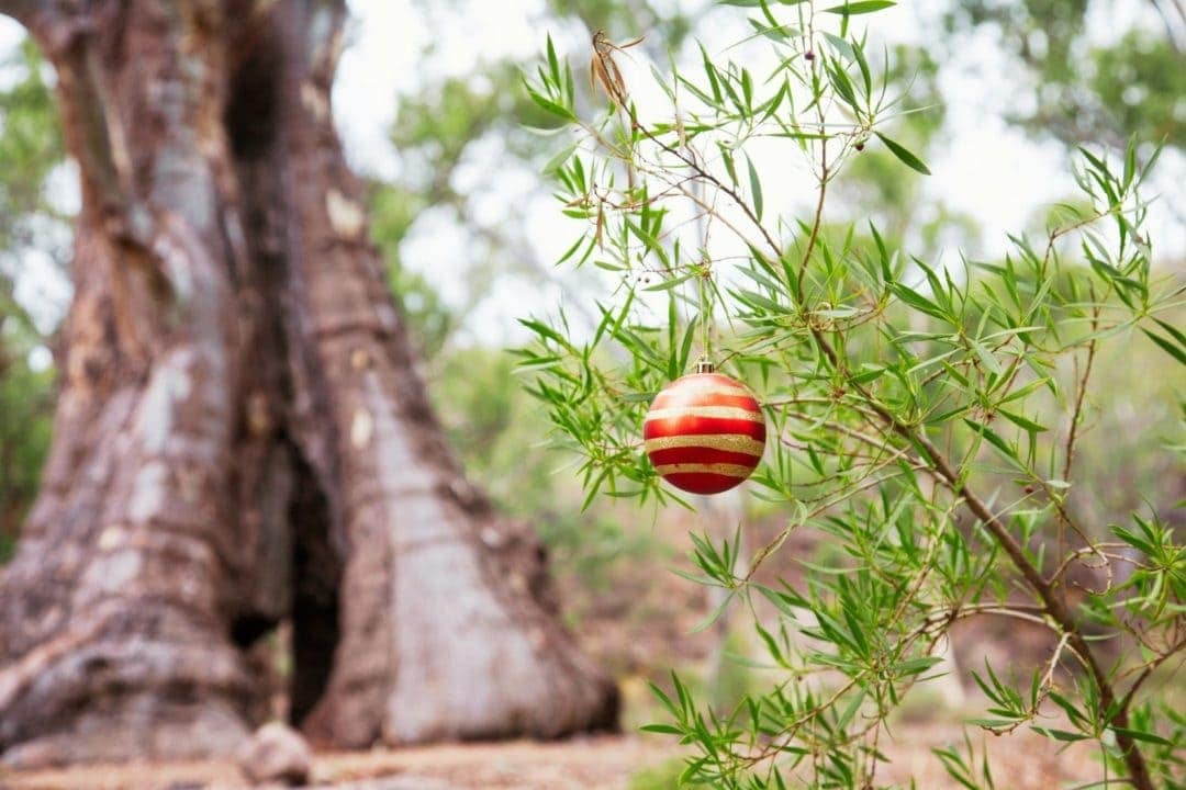 Bauble in South African bush