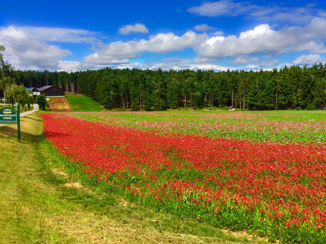 Poppy Farm in Ottenschlagg with red and pink poppies with pine trees in the background