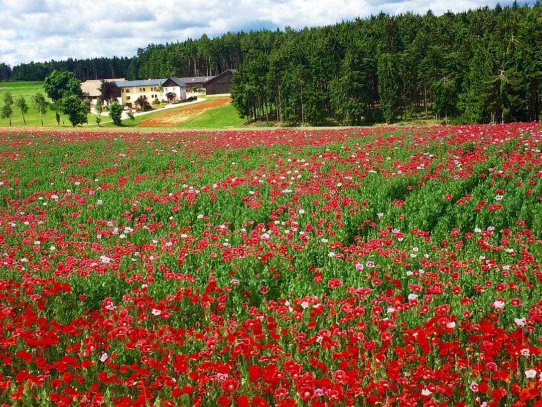 Poppy-fields-in-Austria