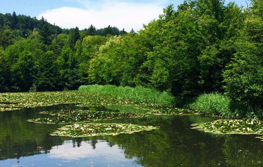 Tivoli Gardens, lake with lillies 