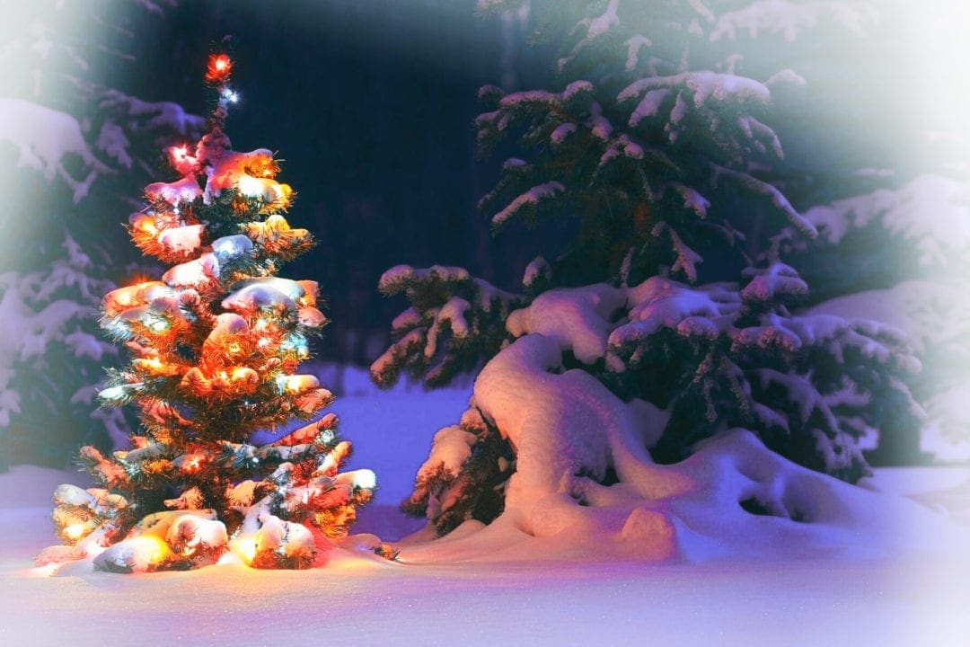 christmas-tree-in-snow