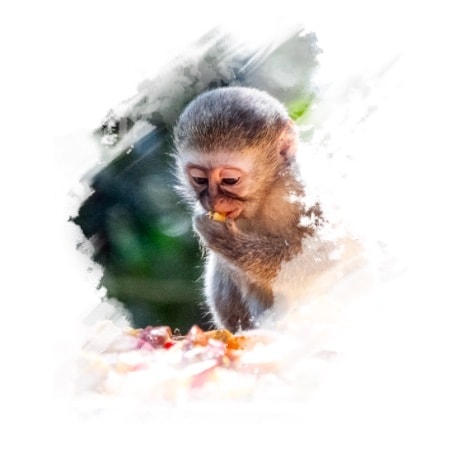 Baby monkey eating fruit