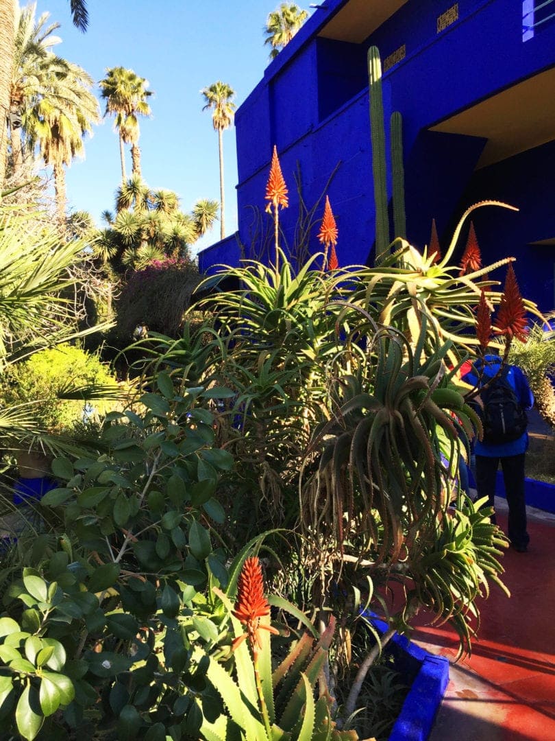 Garden-Majorelle-blue-building red and green plants