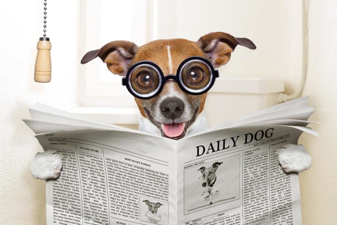 dog sat on toilet reading a paper