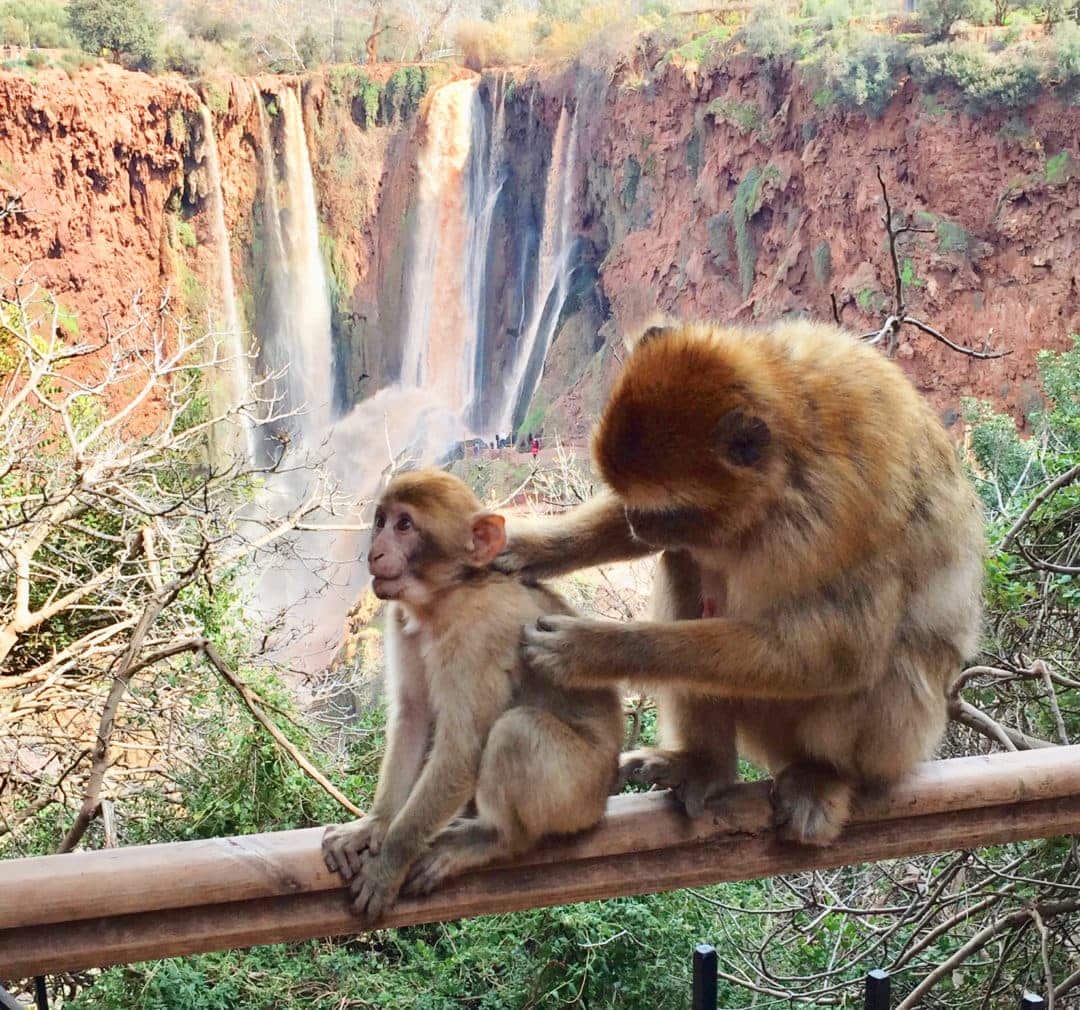 Ouzoud-falls-monkeys sat on railing aboove the Ouzoud waterfall