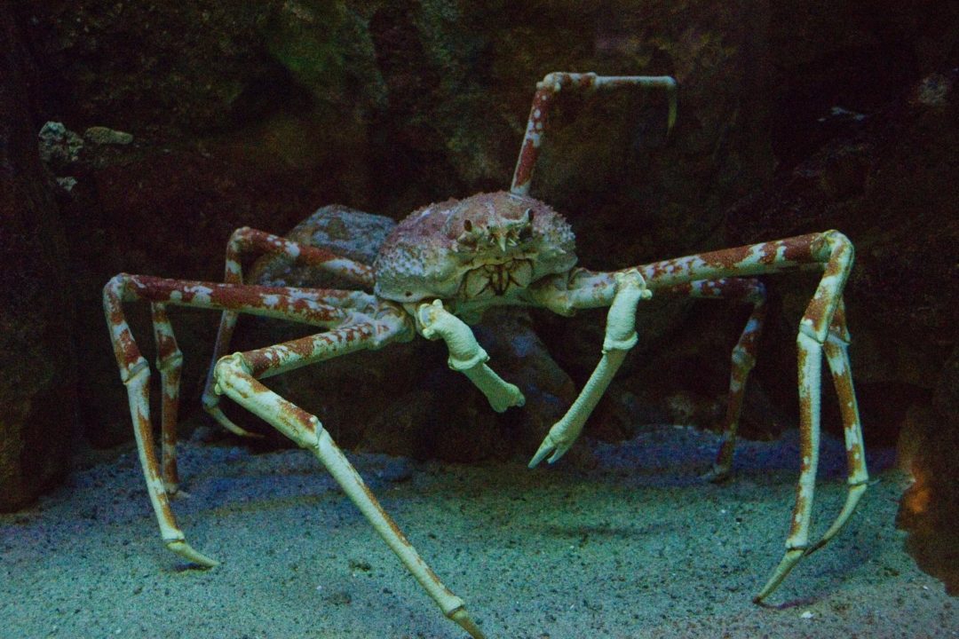 spider crab on sand in the ocean