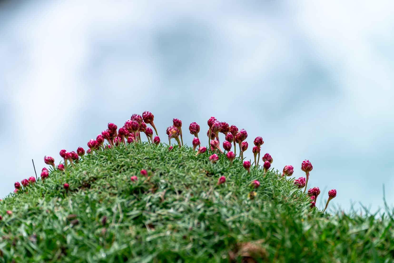 a small mound of pink thrift - little pink ball like shape on a short stem