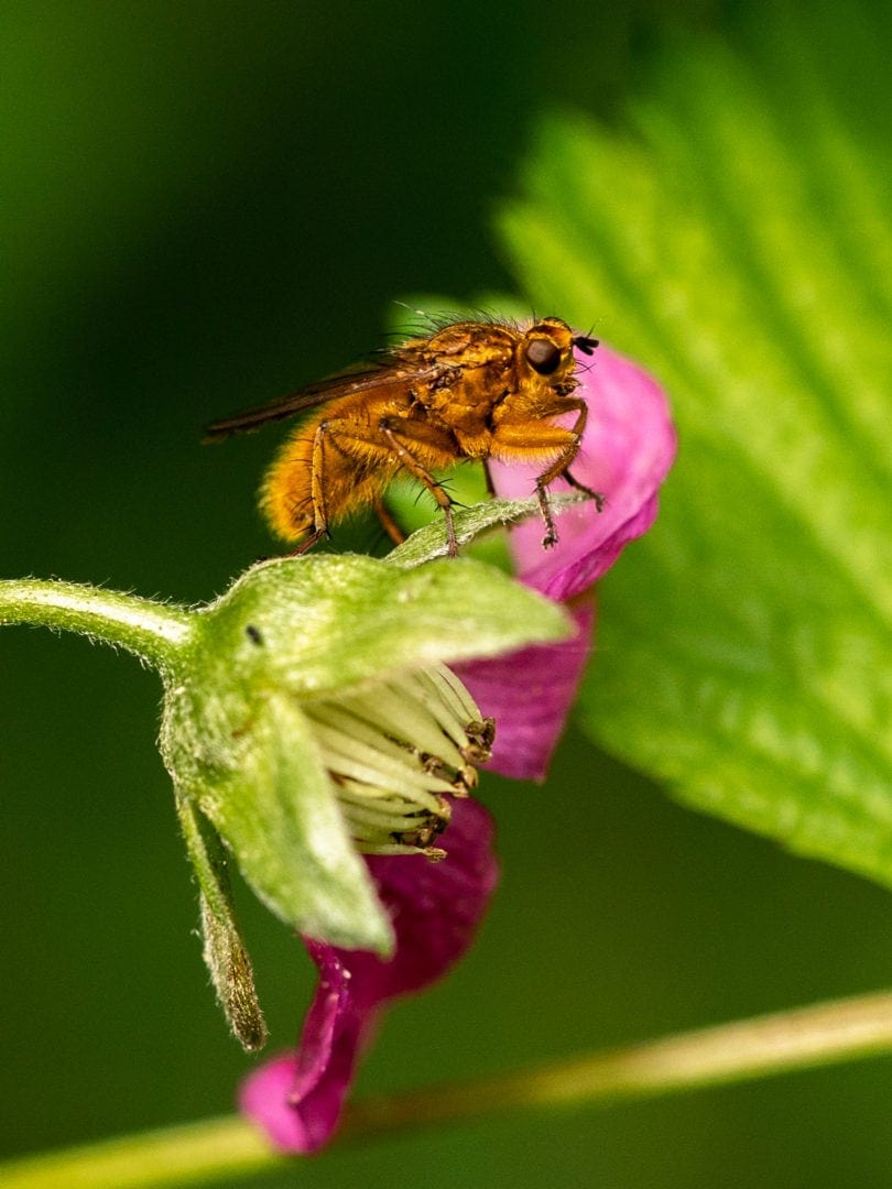 Bee on flower close up