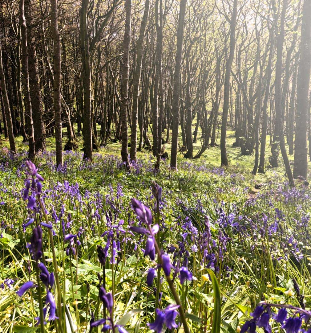 Binscarth-Woods with trees in background and bluebells in foreground