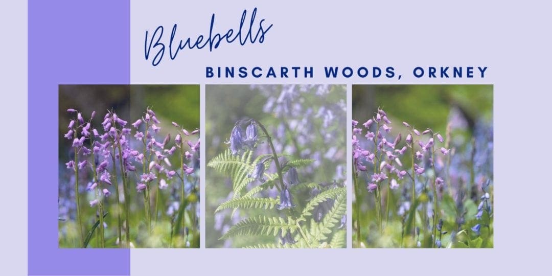 Binscarth Woods Header