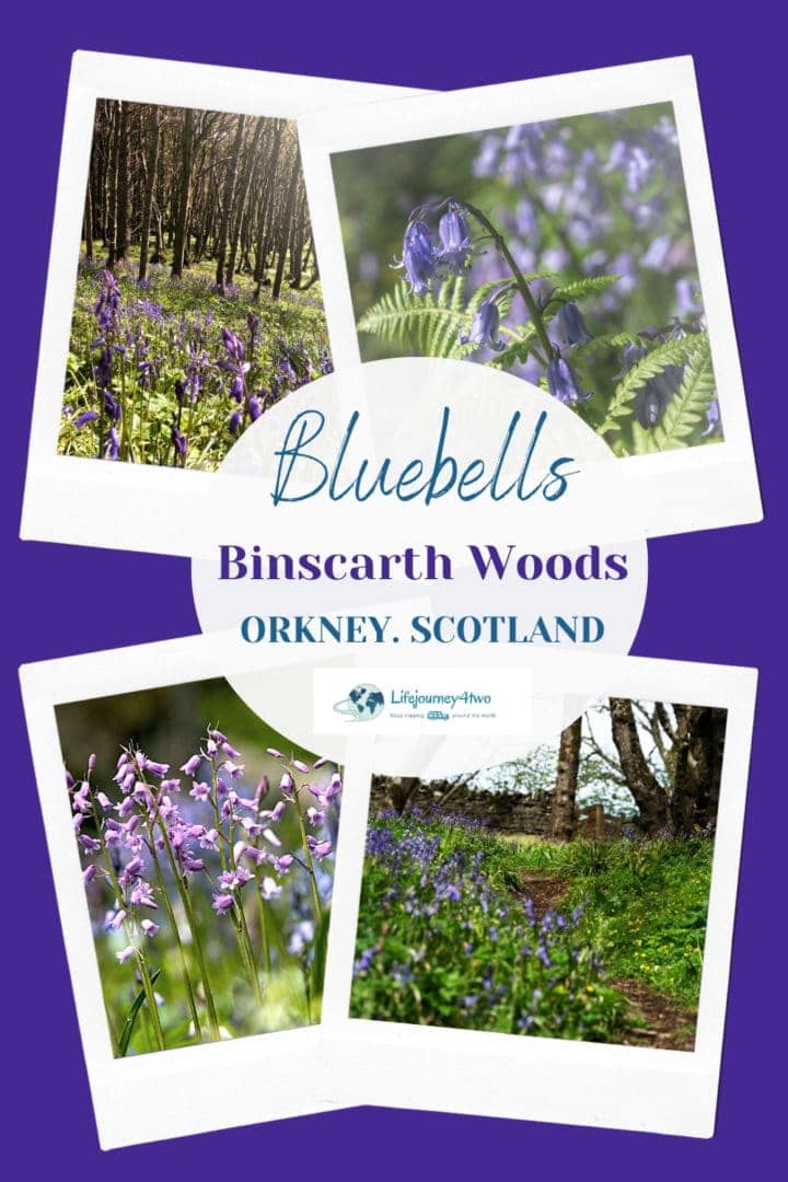 Binscarth Woods pinterest pin