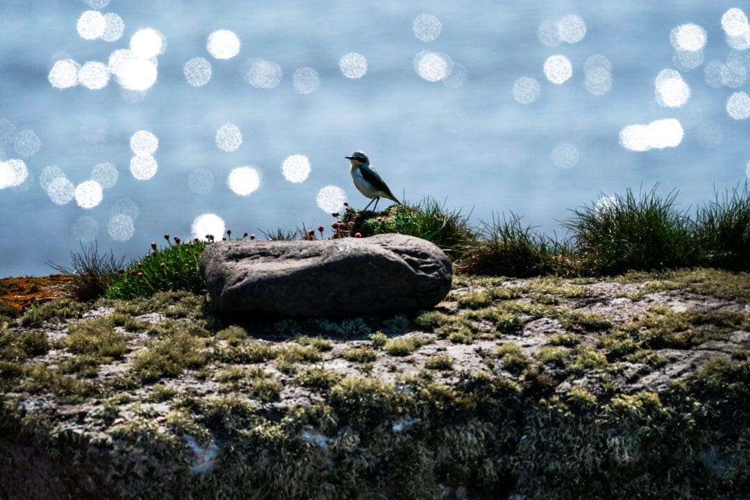 Bird silhouette at Handa Island