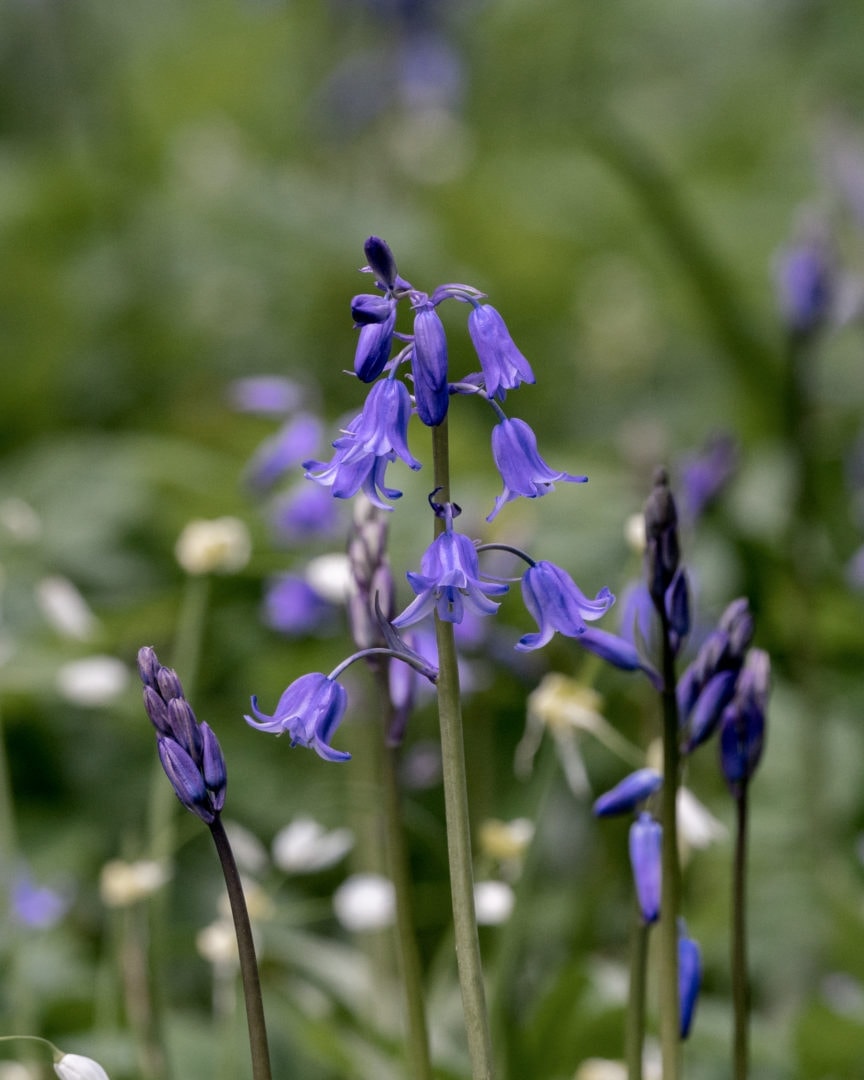 Bluebell-with-muted-background