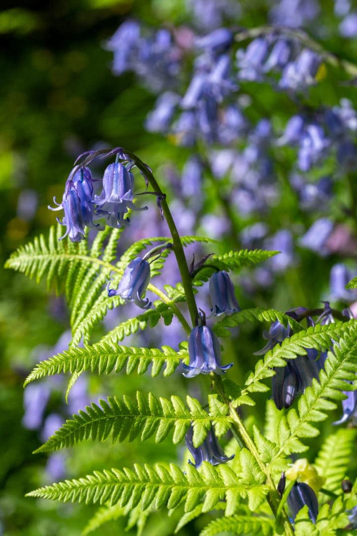 Bluebells-in-Binscarth-Wood