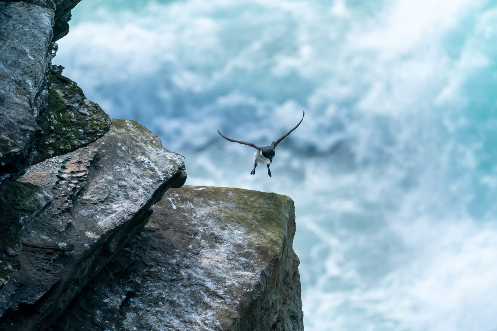 black and white bird with fee out landing on a cliff edge