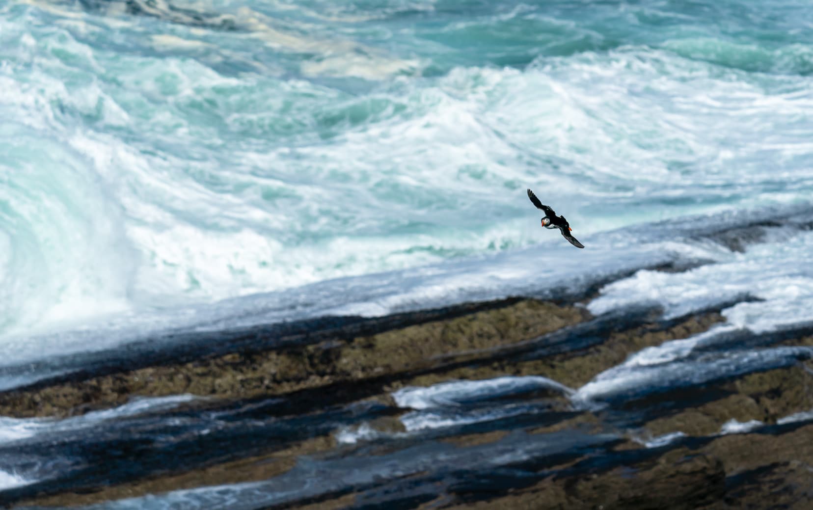 puffin flying low above the raging surf 