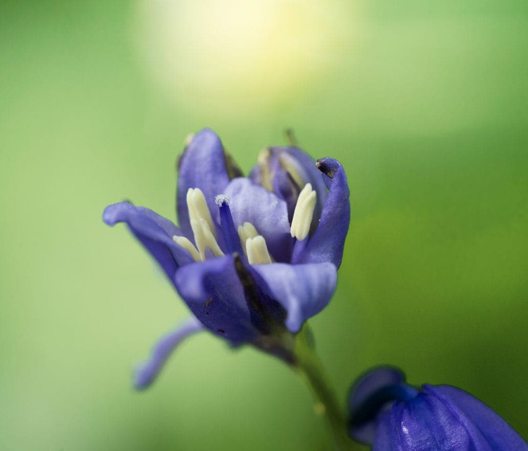 Close-up-of-Bluebell-