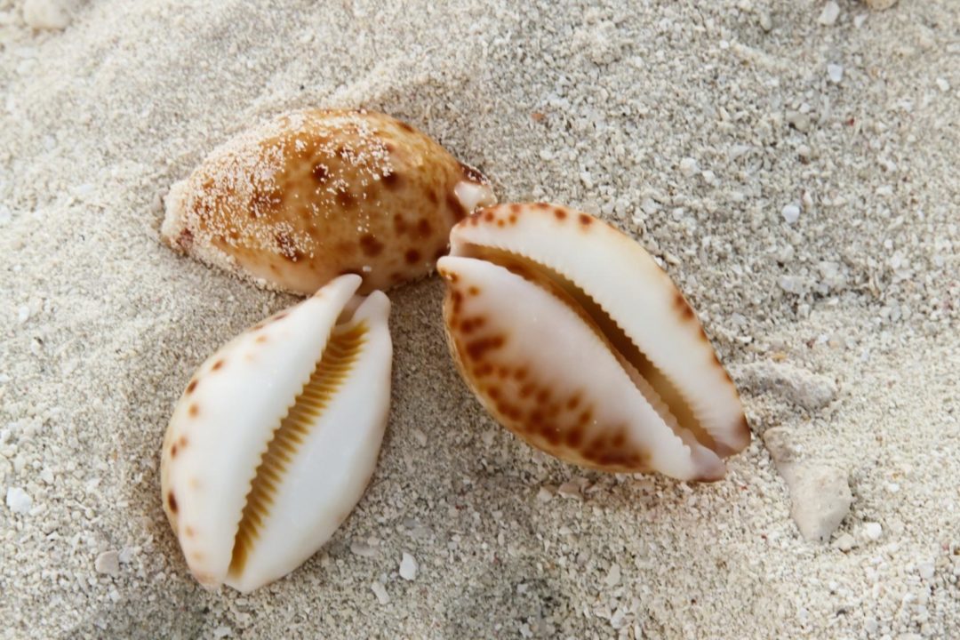 three cowrie shells on sand
