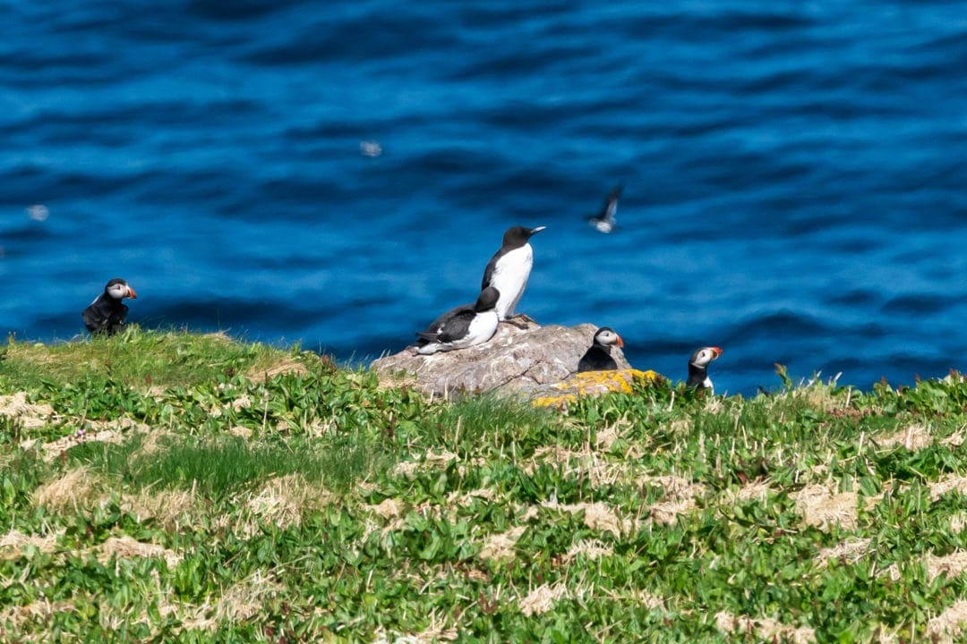 Puffins and razorbills on the edge  of the cliff top with a foreground of a grassy top